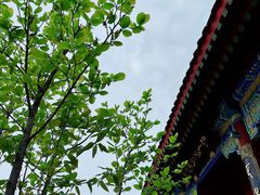 -天津大悲禅院