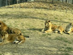 -北京野生动物园