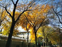 -三里屯东五街银杏大道