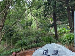 -银湖山郊野公园-相思林