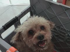 -瑞派福兴宠物医院犬猫全科·骨科·中西医结合(河东店)