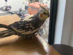 -吉丁鸟咖·异宠·寄养