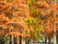 -白鹭湾湿地公园