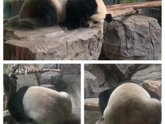 -红山森林动物园