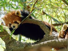 -成都大熊猫繁育研究基地