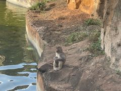 -海南热带野生动植物园