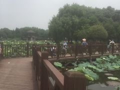 -荷塘月色湿地公园·向阳花洲
