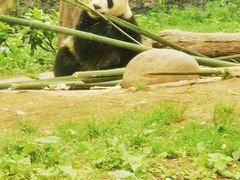 -都江堰中华大熊猫苑