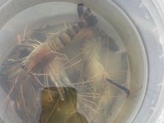 -DGE季风钓虾营地·团建·聚会