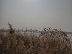 -盐城丹顶鹤湿地生态旅游区