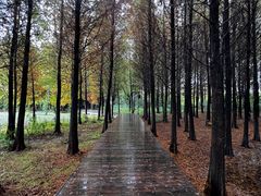 -溱湖国家湿地公园