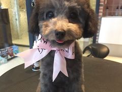 oh&nbsp;my&nbsp;dog-Oh My Dog宠物沙龙(伊珊娜皮毛护理店)