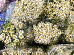 -循礼门鲜花花市(武汉循礼门店)