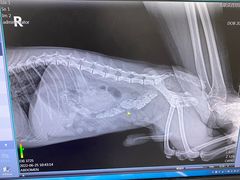 -美联众合动物医院·24h京西诊疗中心