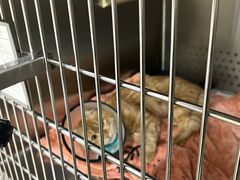 -艾贝尔宠物医院·24H转诊中心·肿瘤猫专科(江宁双龙店)