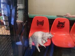 -猫咪博物馆(顶澳仔猫街店)
