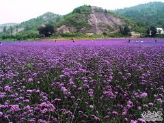 -紫海香堤香草艺术庄园