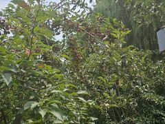 -西安浐灞国家湿地公园