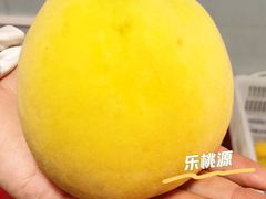 -樂桃源奉贤黄桃种植采摘基地