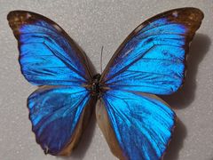 -上海昆虫博物馆