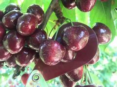 -唐桥水果批发市场