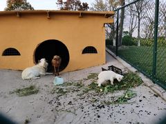 -上海滴水湖皇冠假日酒店