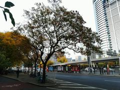 -三里屯东五街银杏大道