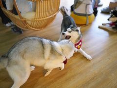-Husky Go! 哈士奇体验馆·宠物咖啡厅狗咖