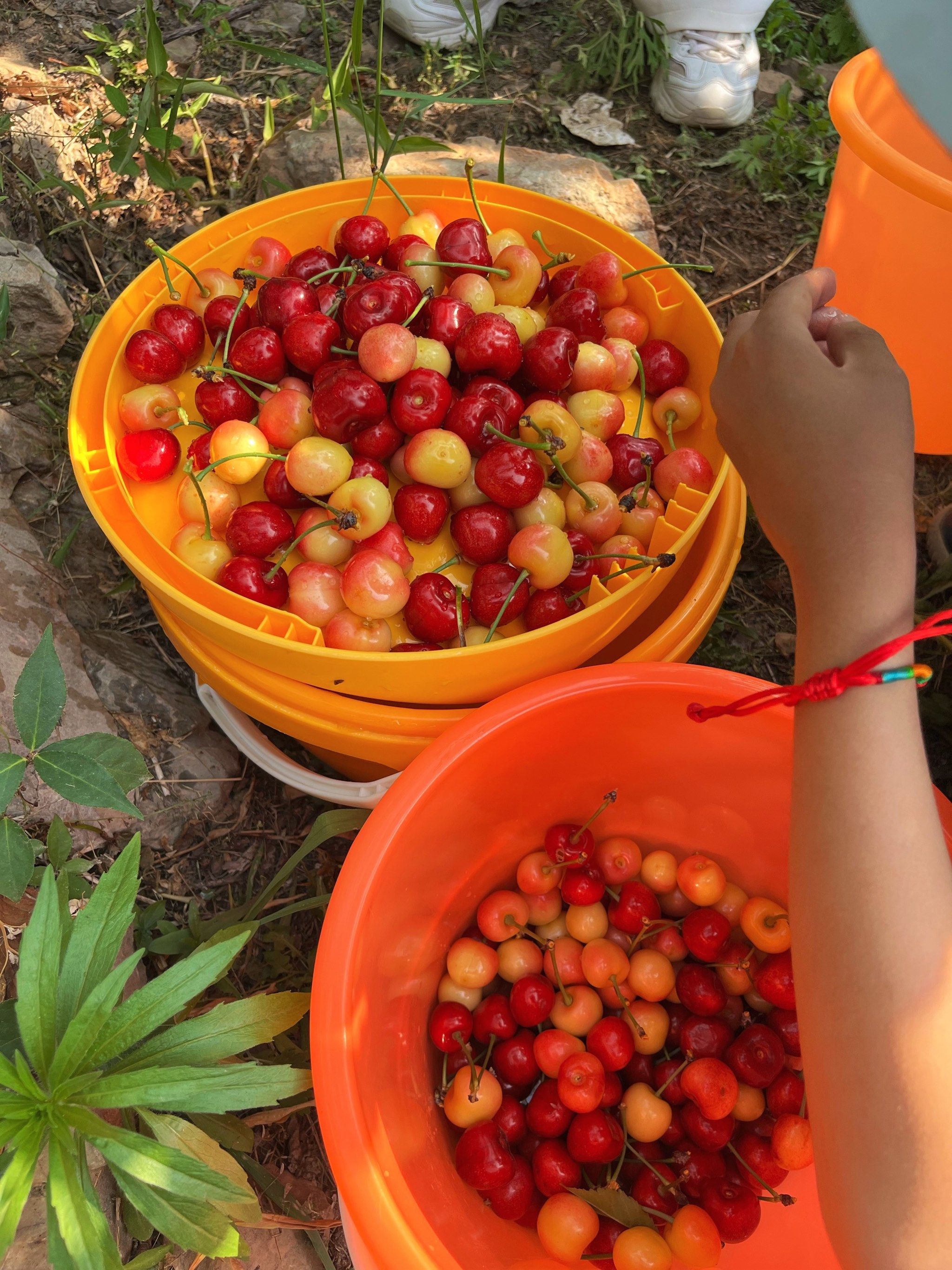 摘樱桃喽