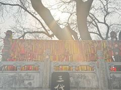 -大槐树寻根祭祖园