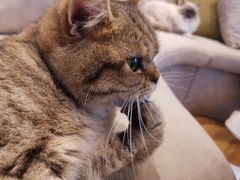 -啵啵喵·猫咖(攀华国际店)
