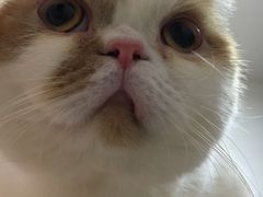 -艾贝尔宠物医院·24H转诊中心·肿瘤猫专科(江宁双龙店)