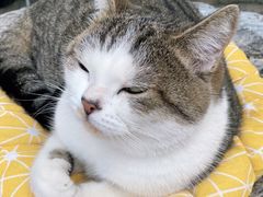 -喵屿·大理花园猫咖