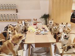 -柴务处·柴犬主题狗咖