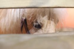 -Zoolung Zoolung动物主题公园(海信广场店)