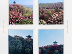 -贵州百里杜鹃风景名胜区