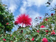 -中国科学院西双版纳热带植物园