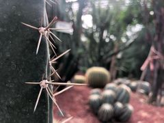 -呀路古热带植物园
