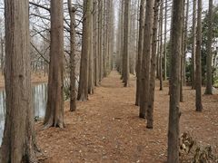 -上海长兴岛郊野公园