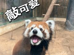 -石家庄市动物园