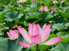 -莲花池公园