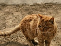 -香木香羊(小汤山店)