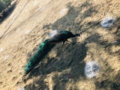 -祥源·阜阳生态乐园