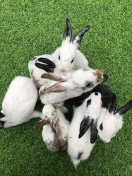 -萌宠亲子动物乐园(槐房万达店)