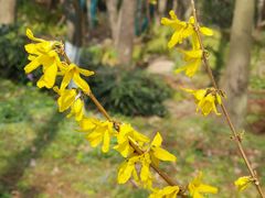 -上海共青森林公园