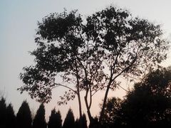 android_upload_pic-万佛塔公园