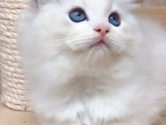 -十年猫舍·猫咪专门店(普陀店)