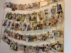 -Husky Go! 哈士奇体验馆·宠物咖啡厅狗咖