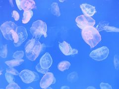 -多彩贵州城极地海洋世界