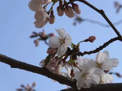 -高东镇樱花园
